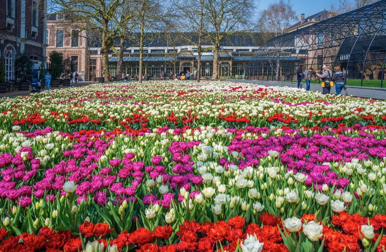 Tulp Festival