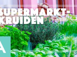 Supermarktkruiden – Angelo