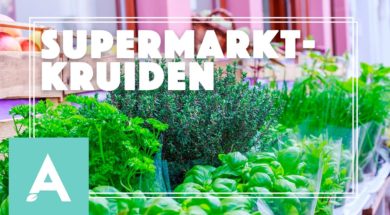 Supermarktkruiden – Angelo