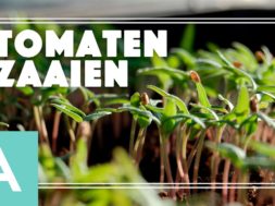 Tomaten zaaien – Angelo