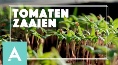 Tomaten zaaien – Angelo