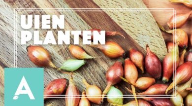 Uien planten – Angelo