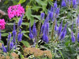 Vaste planten