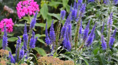 Vaste planten