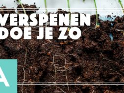 Verspenen – Angelo