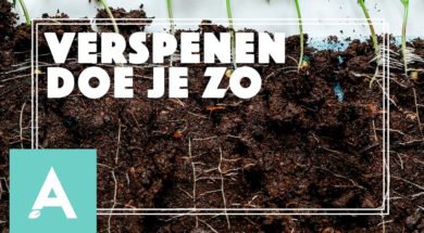 Verspenen – Angelo