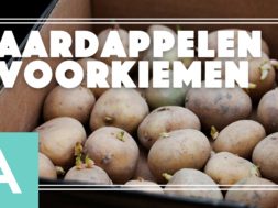 Voorkiemen – Angelo