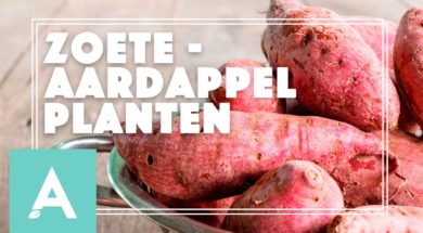 Zoete aardappel – Angelo