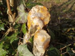 bloedende boom