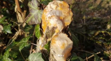 bloedende boom