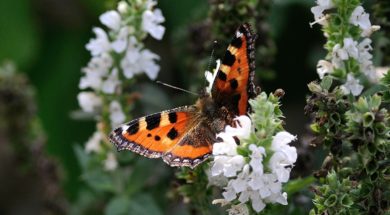 butterfly-199115_1280