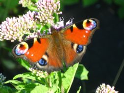 butterfly-821326_1280