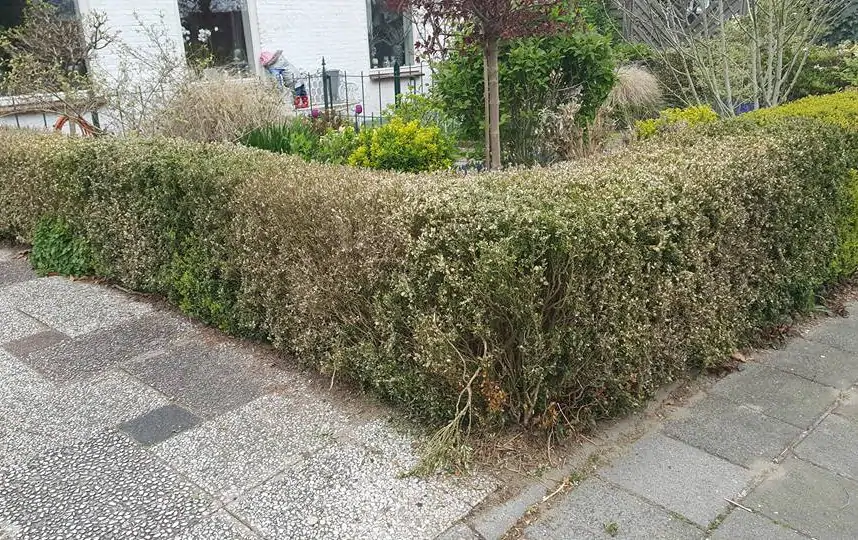 Buxusmotten bestrijden