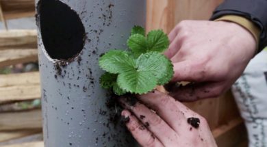 Groene Handen – verticale pvc-tuin.008