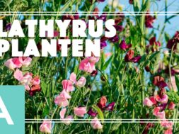Lathyrus – Angelo