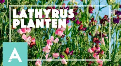 Lathyrus – Angelo