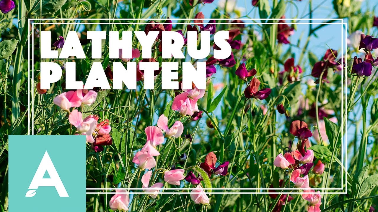 Lathyrus planten – Grow, Cook, Eat #25