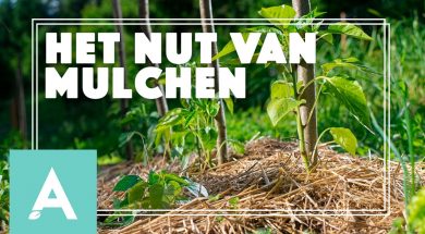 Mulchen