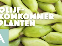 Olijfkomkommers – Angelo