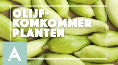 Olijfkomkommers – Angelo