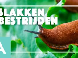 Slakken bestrijden – Angelo