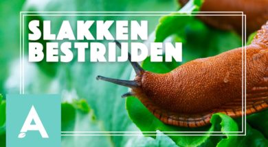 Slakken bestrijden – Angelo