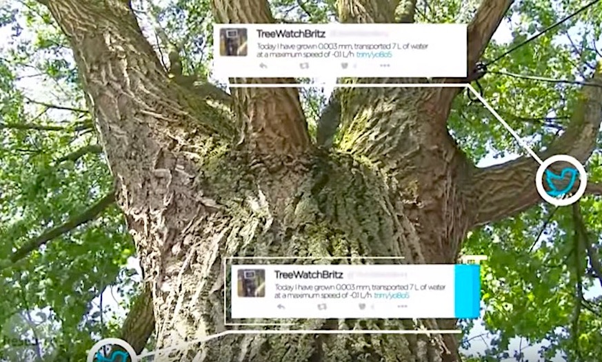 Wageningse boom zit op twitter!