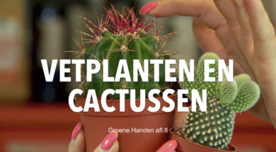 Groene Handen