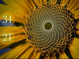 Wiskunde in de natuur