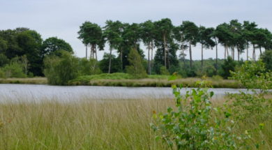 Natuurgebied de Kampina