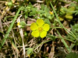 Planten zijn slimmer