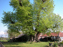 Bijzondere bomen van Utrecht – Linde