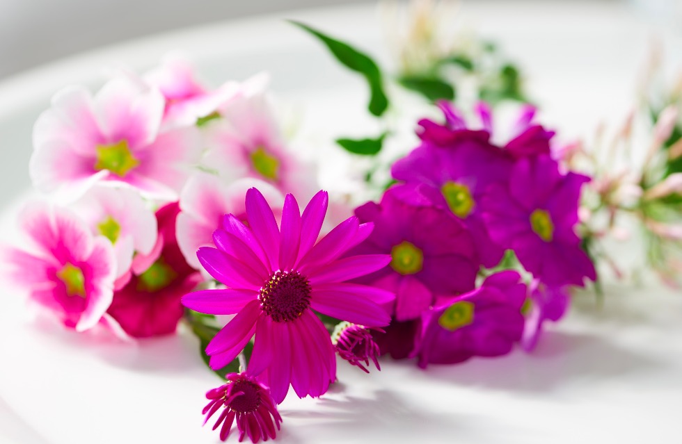 Geur en kleur met winterbloeiers