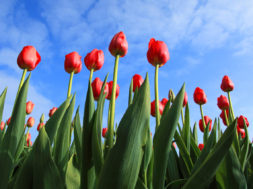 Tulpen