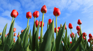 Tulpen