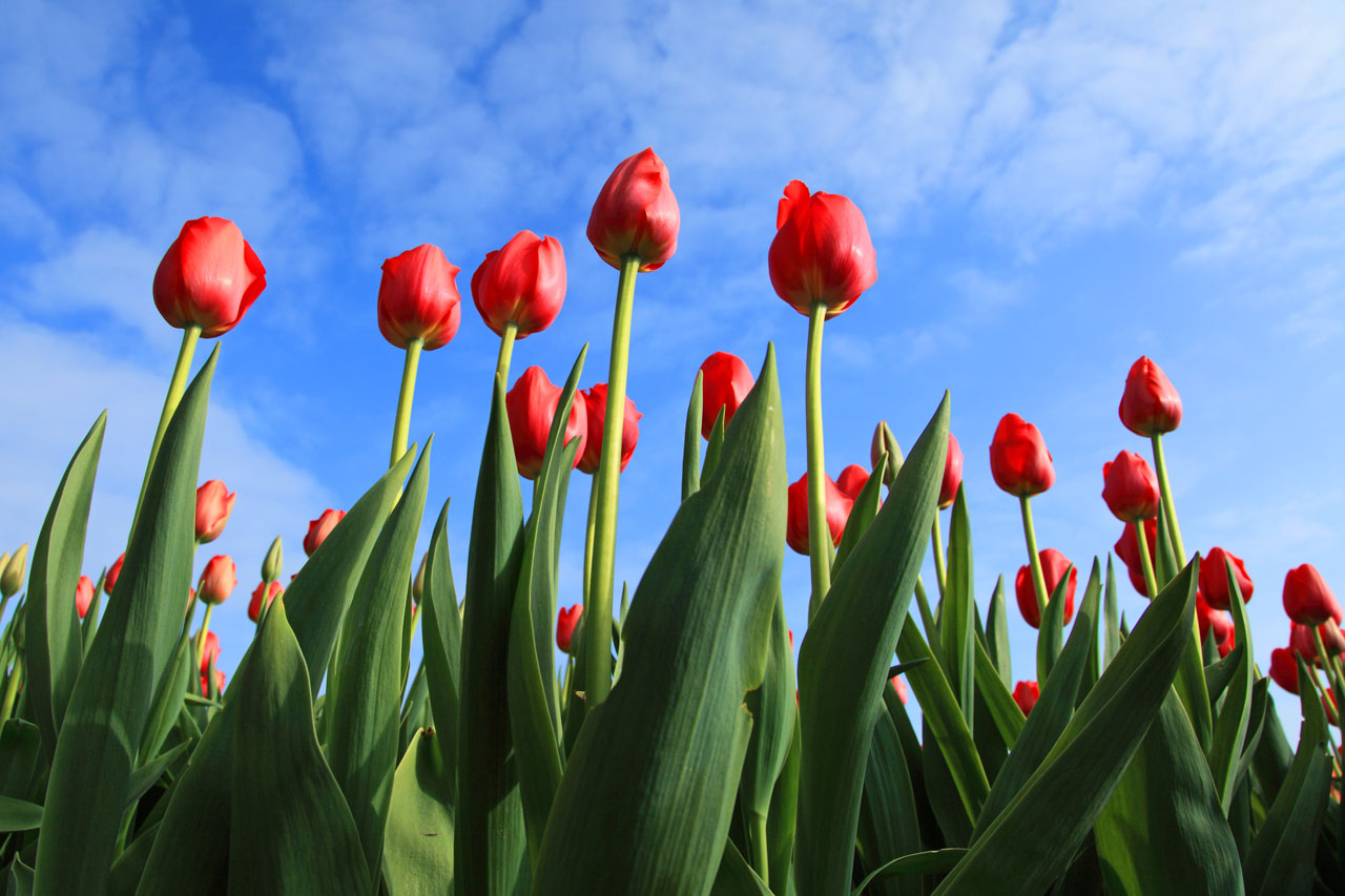 Primeur: Duurzame tulpen met certificaat PlanetProof
