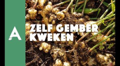 Gember kweken