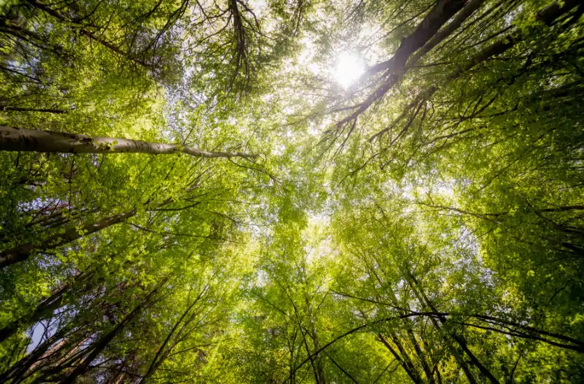 Vlinderbloemige bomen brengen bos het snelst terug