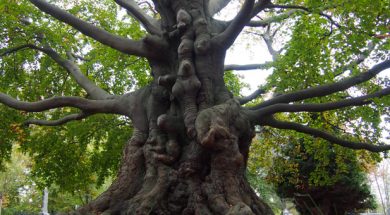 5-rode-beuk-groenesteeg-han-van-meegeren