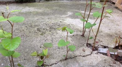 Duizendknoop door beton
