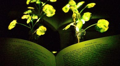 MIT-Glowing-Plants_0