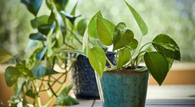 plants-3816945_960_720