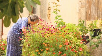 sea_of_flowers_old_lady_garden_plants_flowers_flower_fullness_bl_tenmeer_summer_the_wayside-1004819