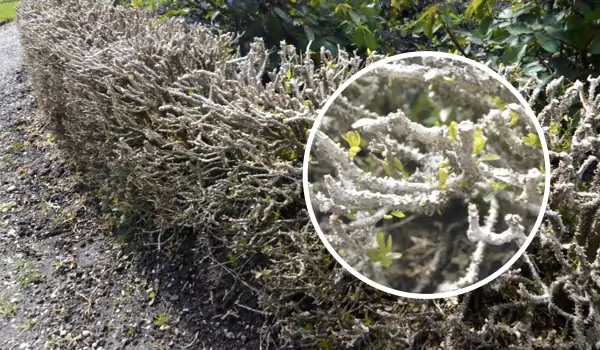 Teruggesnoeide buxus komt terug