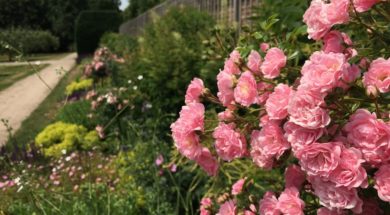 Rozen