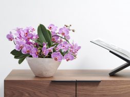 Vlinderorchidee of Phalaenopsis