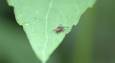 common_wood_bock_deer_tick_tick_arachnid_mite_species_macro_lyme_disease_health_risk-591848