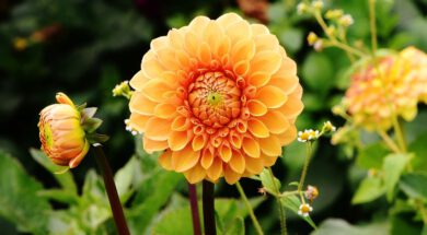 Vergeten tuinseizoen actie