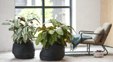 Styling Elize Eveleens – Klimprodukties