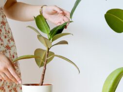 Kamerplanten